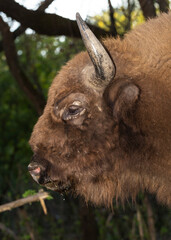 European bison (Bison bonasus), also known as the wisent. Muzzle of an animal at close range. Bull drinks water. © Piotr