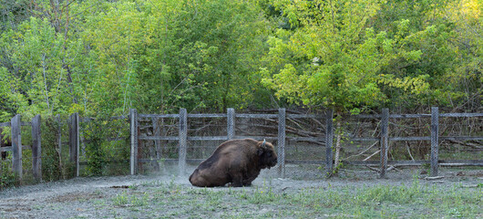 Bison bonasus, also known as the wisent. European bison rolling in the dust. The existence of an...