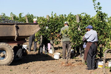 Peasants are picking grapes. Harvest home. Wine-making. Technology of wine production. The folk tradition of making wine.