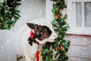 A small bull bites a Christmas tree garland decorating a white house