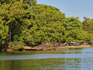 lago con el fondo arboles en palermo