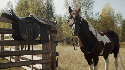 Next to a wooden fence in the countryside stands a brown horse with a white back and legs against a...