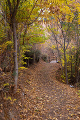 Autumn landscape hiking walking path in fall season