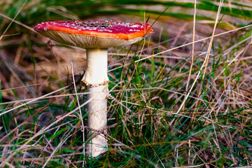 Altkönig near Frankfurt in autumn forest