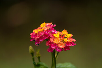 Flowers and orchid from Colombia
