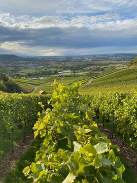 Landscape view from within a vineyard. Wide angle view over the green grapevines.