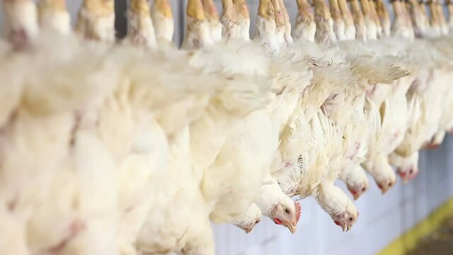 Food industry, poultry meat processing plant, chicken meat on production line