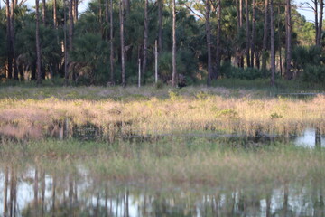 lake in the forest