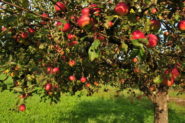 Apple tree with red apples