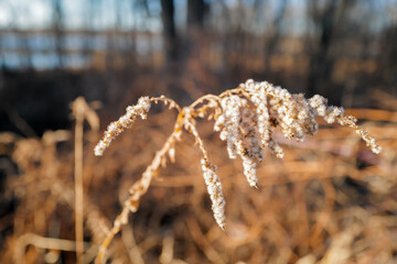 farm field grasses