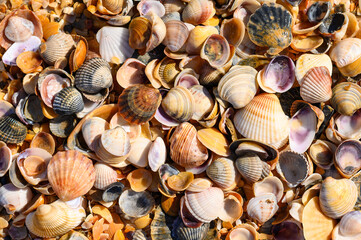Many multi-colored seashells on the Black Sea coast. Background from seashells. Focusing in the center of the frame.