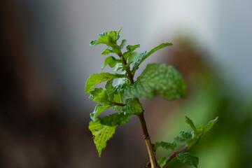 Plants from Colombia, medical and decorative