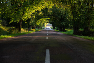Country road through a beautiful tree alley