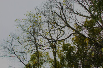 color tree