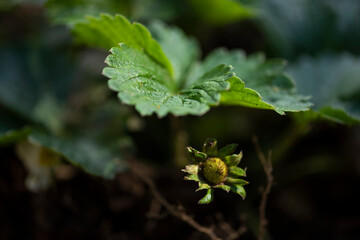 Plants from Colombia, medical and decorative