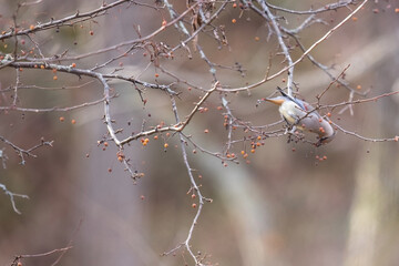 枝にとまるヒレンジャク