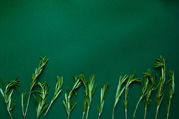 Rosemary branches on green background. Copy space