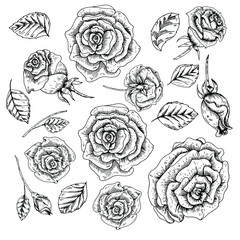 
Set of hand-drawn rose leaves and flowers. Vintage style.