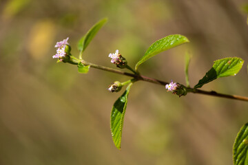 Plants from Colombia, medical and decorative