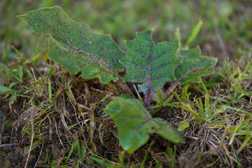 Plants from Colombia, medical and decorative