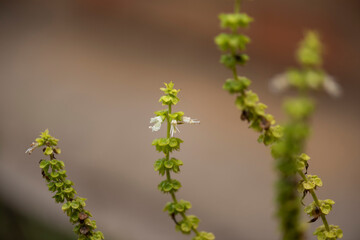 Plants from Colombia, medical and decorative