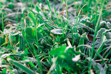 Icy grass in late autumn