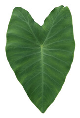 leaf isolated on a white background with clipping path.