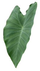 leaf isolated on a white background with clipping path.