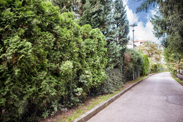 Fototapeta na wymiar Lawn, trees, green hedge and a path in a summer park.