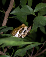 Green Frog on a Branch Between Leaves