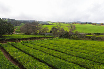 Fototapeta na wymiar Sao Miguel island Portugal tea fields green day sunshine trees bushes 