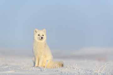 Arctic fox (Vulpes Lagopus) in wilde tundra. Arctic fox sitting.