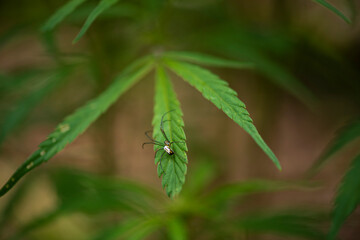 Plants from Colombia, medical and decorative