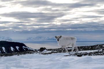 Svalbard reindeer with mountains in background © Alex