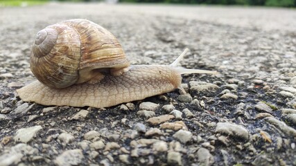 snail on the road