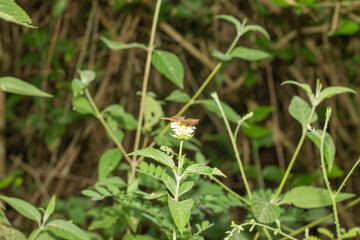 mariposa pequeña sobre una flor