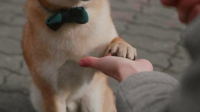 Walk pet dog in city. Training a dog breed Shiba inu. Red dog sitting on green grass and giving a paw to his owner. Modern lifestyle, training animals concept. Walking with dogs enjoying outdoors.