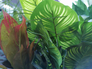 Exotic leaves background, vibrant colors