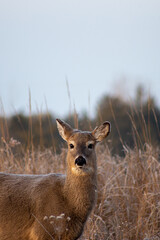 Portrait of a White-Tailed Deer