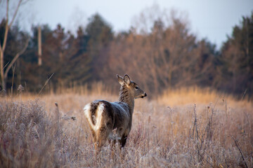 White-Tailed Deer in Meadow