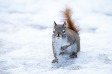 Red Squirrel in Winter