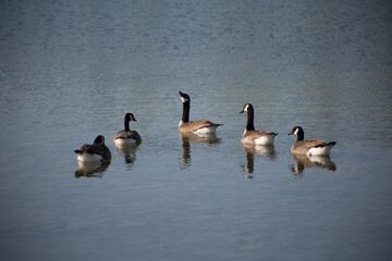 Naklejka premium Group of Canada Geese in Pond