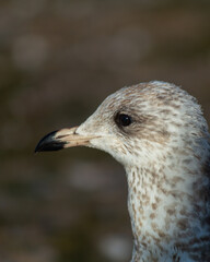 Young Seagull Portrait