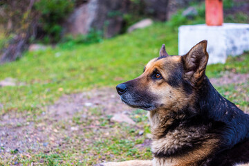 perrito de perfil