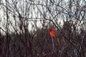 Northern Cardinal Sitting in Branches