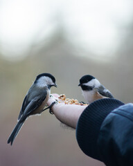 Pair of Chickadees eating on person's hand
