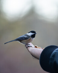 Chickadee on person's hand