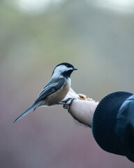 Chickadee on Person's Hand