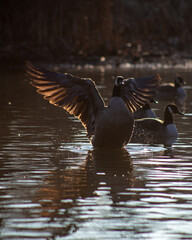 Canada Goose Stretching It's Wings