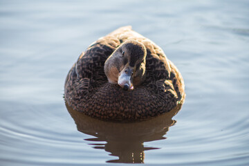 Mallard in Pond